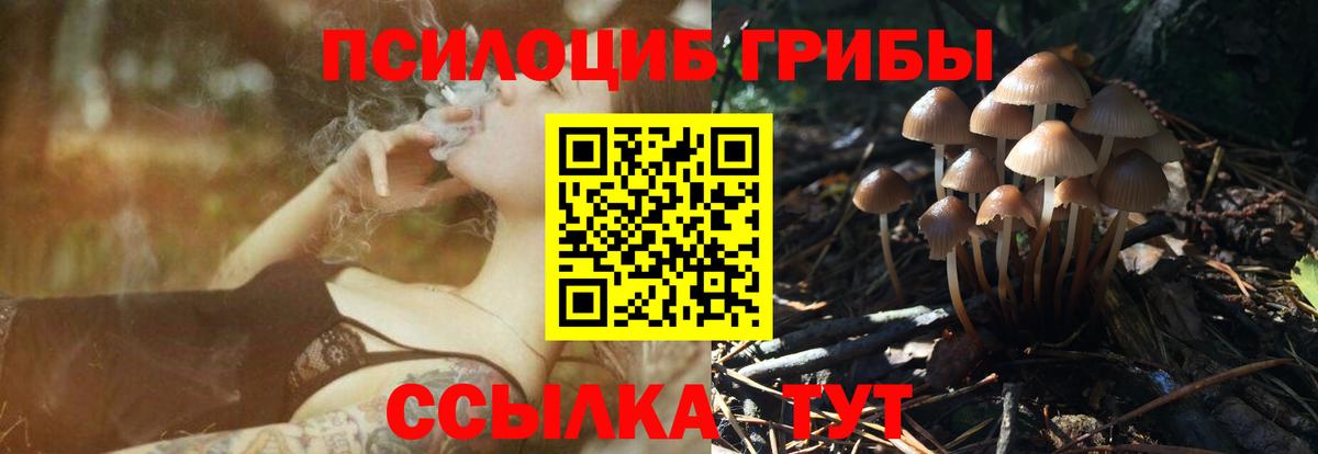 Сосновый Бор  Псилоцибиновые грибы Psilocybe  Вход с VPN 